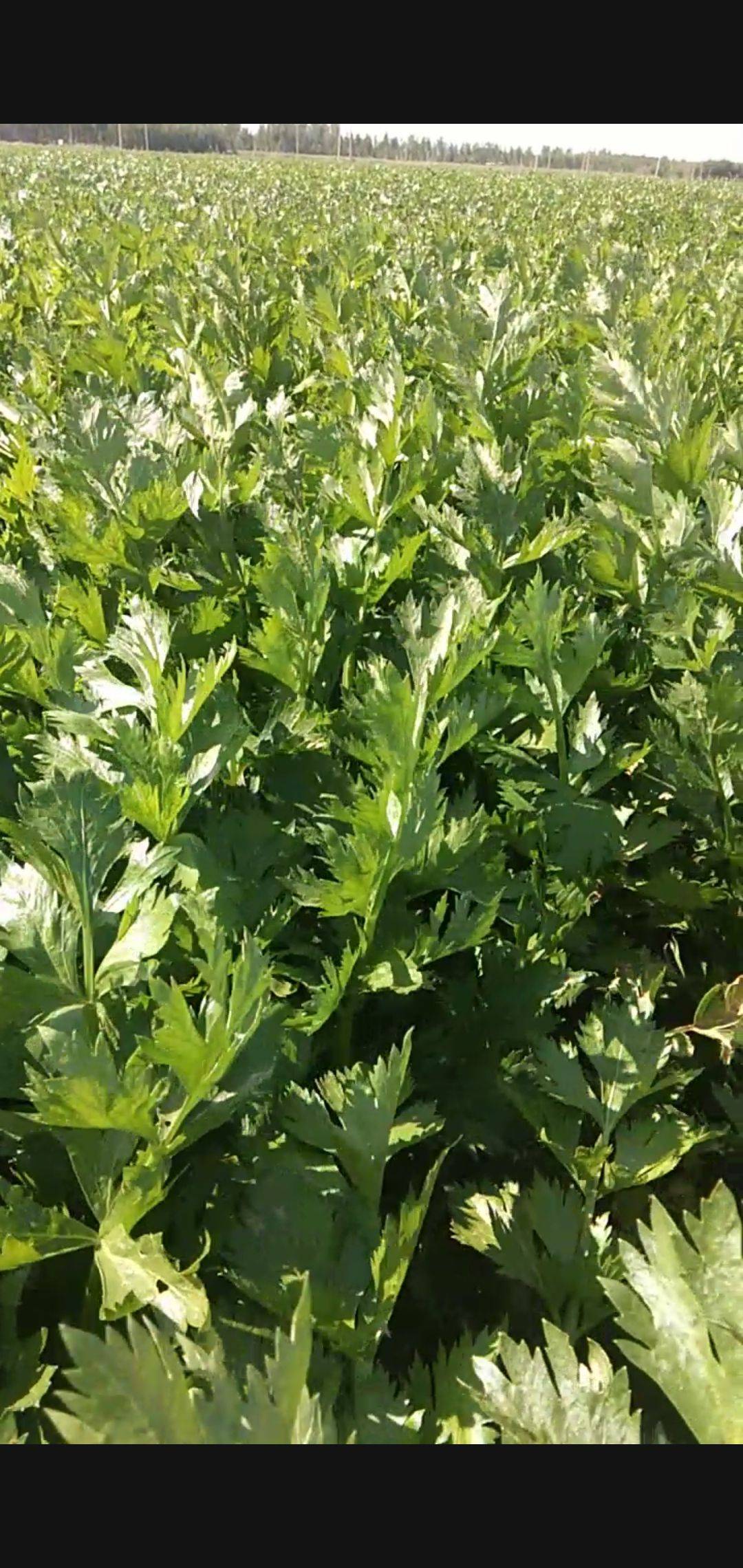 Ҫ���۲�ζ���� ������������Ҫ