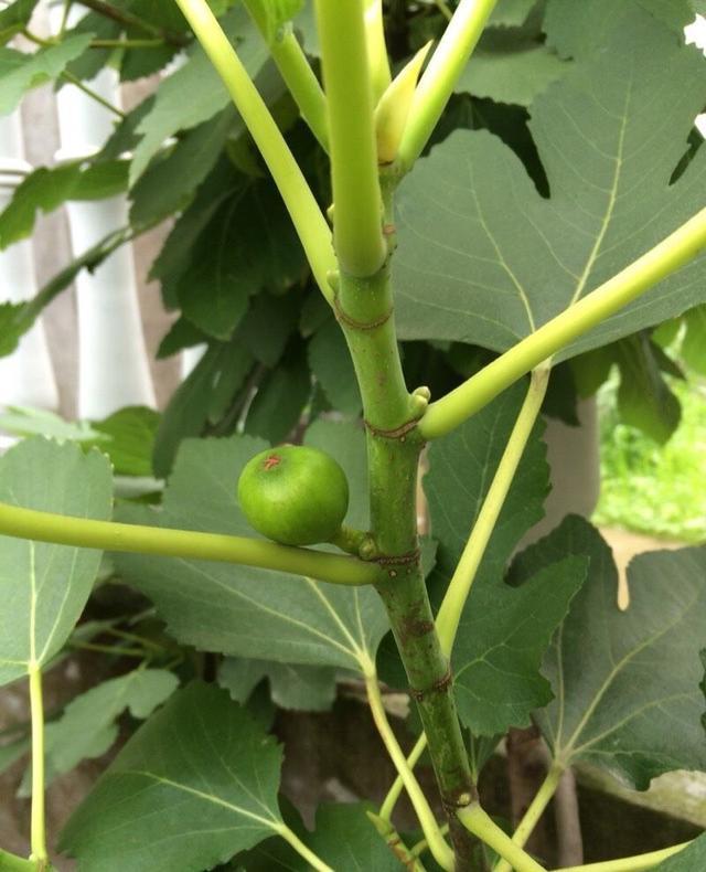 �o������ԓ����ʩ�ʣ��o�����߮aʩ�ʷ�����