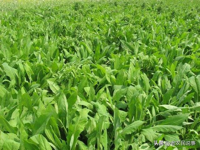 �n��ʩ�ʑ�(y��ng)ԓע��ʲô���n��ʩ��ע�����(xi��ng)��