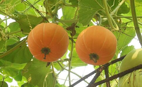 �Ϲ����ӌ��F(xi��n)�߮a(ch��n)���Ϲϸ߮a(ch��n)�ķ�ˮ����Ҫ�c