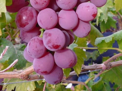 �|̦�؃����Ĺ�Ч�c������ʲô����ԓ���ʹ�ã�