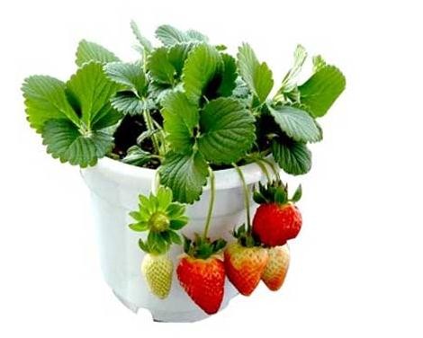 ���Բ�ݮ��ԓ��ʲô�ʣ����Բ�ݮʩ�ʼ��g��