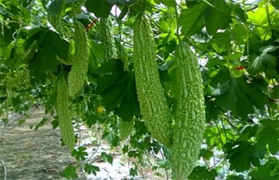 �����ôʩ�������ʩ��Ҫ�c��