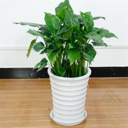 �f������ԓ����ʩ�ʣ����L�r�gʩһ�Σ�