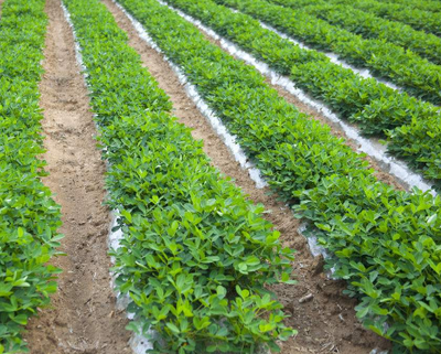 �����Nֲ�r�g��ʲô�r���������Nֲ�r�ڰ�����