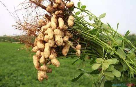 ������Ҫ���a(ch��n)��ô�k��ʩ����������Ч������