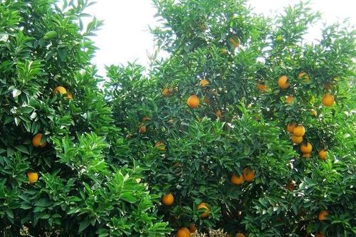 Ě��ʲô�r(sh��)��ʩ������(y��ng)ԓ��ôʩ����