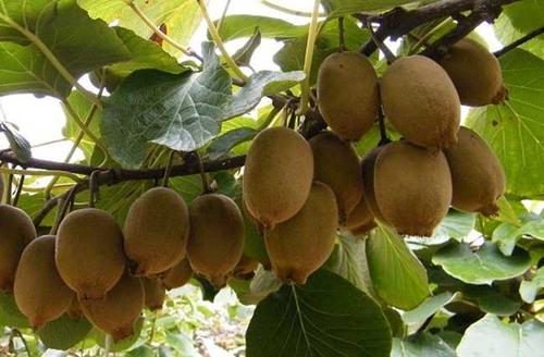 �Nֲ�J���ґ�(y��ng)ԓ��ʲô�r(sh��)��ʩ�ʣ���ôʩ�ʣ�