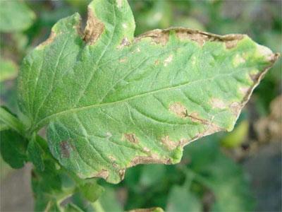 ���Ѱl���ʺ���ô�k�����ѷʺ��ķ��δ�ʩ��