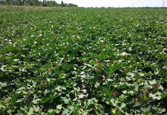 2020��ɽ�|ʡ�޻��к��ڹ������g��Ҋ