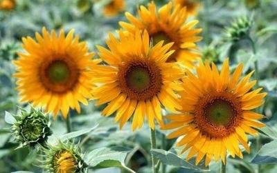 ���տ���ԓ����ʩ�ʣ����տ�ʩ�ʼ��g��