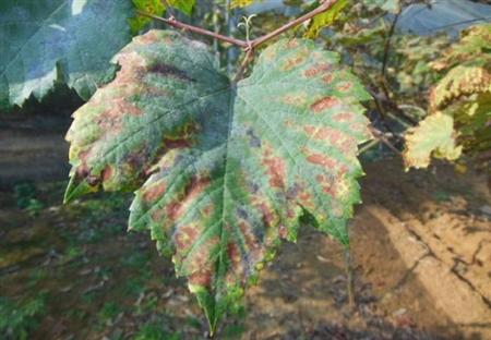 ֲ��ȱ���ʲô�Y�⛌�ֲ�����L��Ӱ푣�