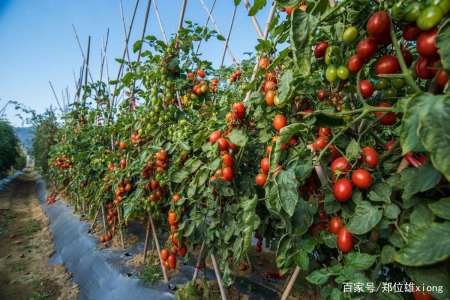 ���t����Ҫ�߮a(ch��n)��ԓ���ʩ�������t��ʩ�ʼ��g(sh��)��