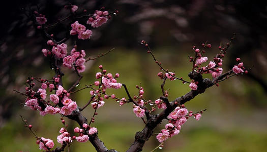 ÷������ʩ�ʲ����_���ֶ��ֺã�÷��ʩ�ʼ��g��