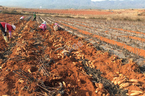 ѩɏ����������c��ʲô����ԓ����ʩ����