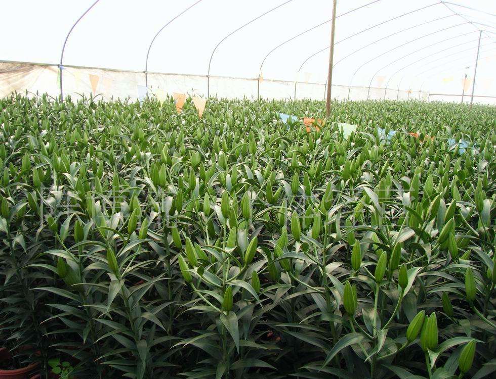 �Nֲ�ٺϻ���ԓʩʲô�ʣ���ôʩ��