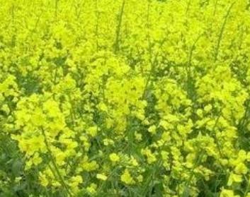 �Nֲ�Ͳˑ�ԓ���ʩ�ʣ��Ͳ�ʩ�ʼ��g��