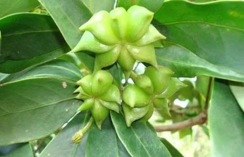 �����а˽ǘ䑪ԓ���ʩ�ʣ��˽ǘ�ʩ�ʼ��g��