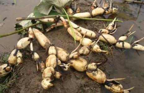 �Nֲɏź��ԓ��ʲô�r��ʩ�ʣ���ԓ���ʩ�ʣ�