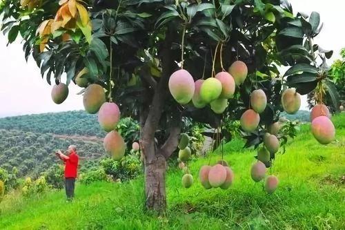 â�������������ʲô���Nֲâ����(y��ng)ԓ���ʩ�ʣ�