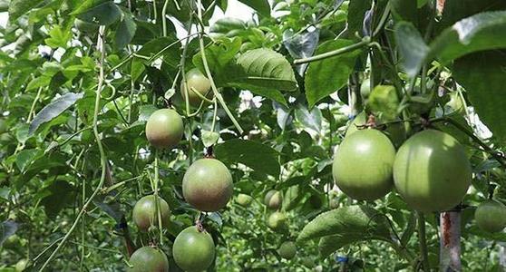 �������Ҫ�߮a��ԓ����ʩ�ʣ�������߮aʩ�ʼ��g��