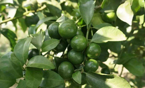 ���پ��·ݑ�ԓ���ʩ�ʣ�ӛס�@���c��