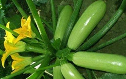 �Nֲ�����J��ԓ���ʩ�ʣ������Jʩ�ʼ��g��