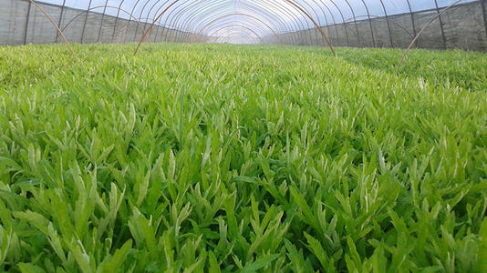 ������Ҫ�߮a(ch��n)��(y��ng)ԓ���ʩ�ʣ�����߮a(ch��n)ʩ�ʼ��g(sh��)��