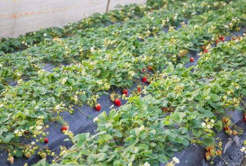 ��ݮ�����Ҏ(gu��)����ʲô����ʲôʩ��Ҫ�c(di��n)��