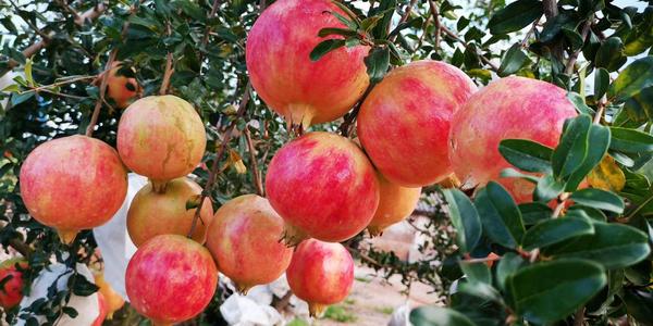 ʯ��ͬ�r�ڑ�(y��ng)ԓ���ʩ�ʣ�ʯ��ʩ�ʼ��g(sh��)��