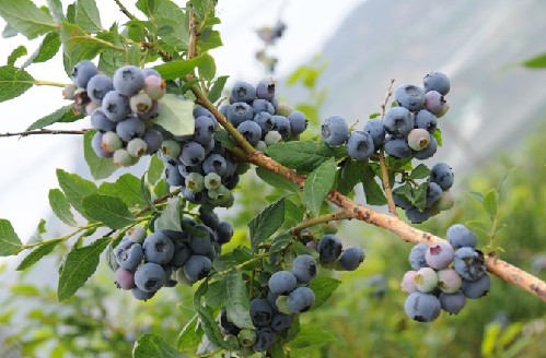 �{ݮ��ԓ���ʩ�ʣ�ʩ�ʕr��Ҫע��ʲô��