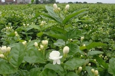 ʮ�·�������Ҫ�_�ĺÑ�ԓ���ʩ�ʣ�