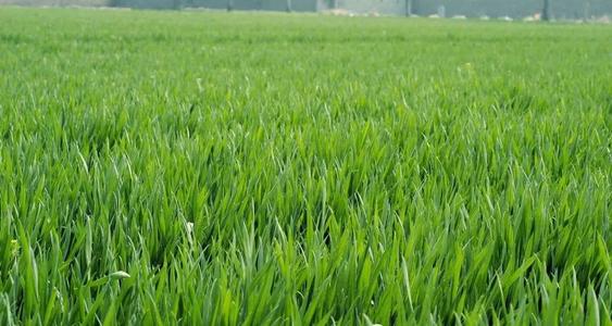 2020���ﶬ����С���ƌWʩ��ָ����Ҋ