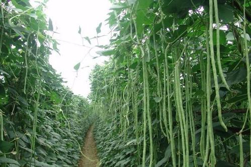 ���ǵ����������ʲô���Nֲ���Ǒ�(y��ng)ԓ���ʩ�ʣ�