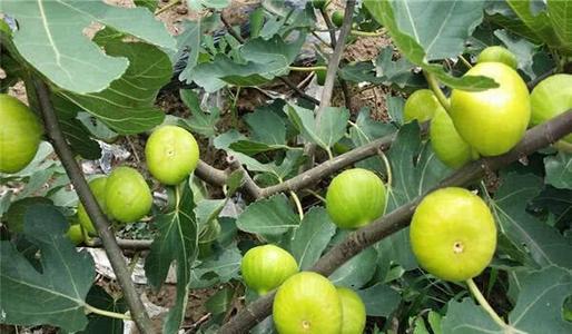 �Nֲ�o������(y��ng)ԓ���ʩ�ʣ��o����ʩ�ʼ��g(sh��)��