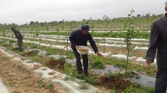 �Nֲ�Ҙ�(sh��)��(y��ng)ԓ��ʲô�r(sh��)��ʩ�ʣ���(y��ng)ԓ��ôʩ����