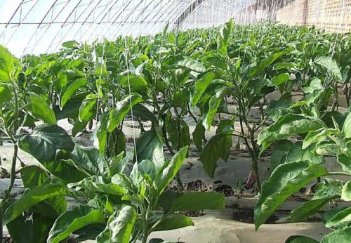 �����������ӑ�ԓ����ʩ����ӛס�@���c��