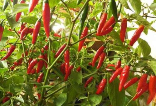 ������������c(di��n)��ʲô���Nֲ������(y��ng)ԓ���ʩ�ʣ�