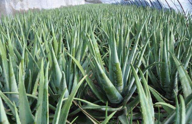 �Nֲ�J�C��ԓ���ʩ�ʣ���ԓ��ʲô�r��ʩ����