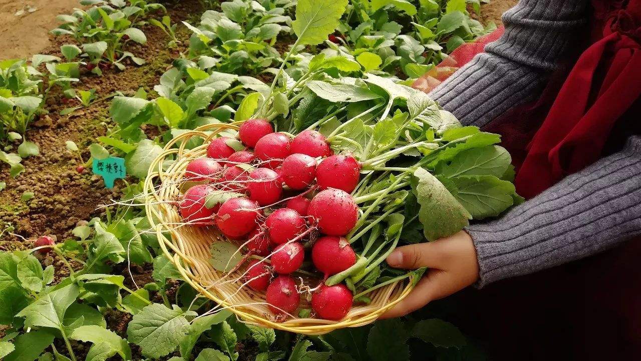 �����}����Ҫ�߮a(ch��n)��(y��ng)ԓ��ηNֲ�����ʩ�ʣ�