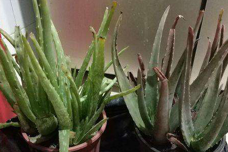 �Nֲ�J�C��(y��ng)ԓ��ʲô�r(sh��)��ʩ�ʣ���(y��ng)ԓ�x��ʲô���ϣ�