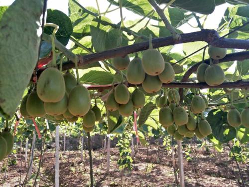 �J�����＾��(y��ng)ԓ���ʩ�ʣ��J�����＾ʩ�ʼ��g(sh��)��