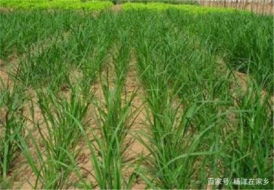 �²���Ҫ�߮a��ԓ���ʩ�ʣ��²˸߮aʩ�ʼ��g��