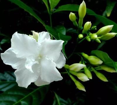 �����������Ҏ����ʲô��ʩ�ʕr��Ҫע��ʲô��