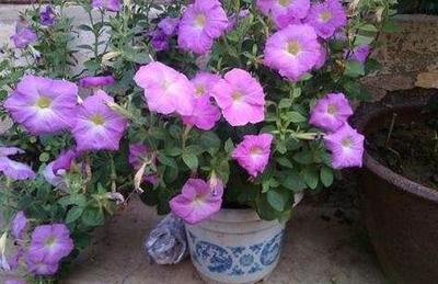 ����ţ�ڸ����r�ڑ�ԓ���ʩ�ʣ�����ţʩ�ʼ��g��