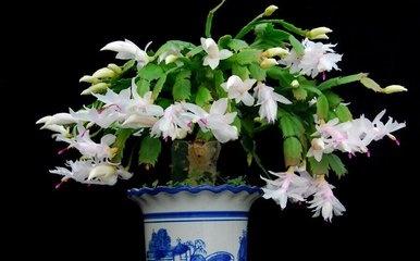 зצ�m��ԓ��ʲô�r��ʩ�ʣ���ԓ��ôʩ��