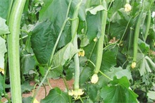 �Nֲ�z�ϑ�ԓ���ʩ�ʣ��z��ʩ�ʼ��g��