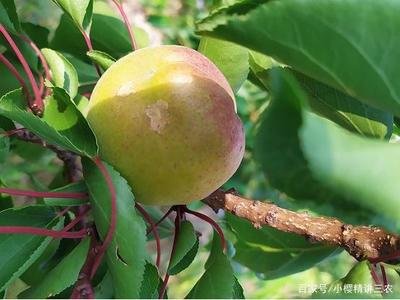 �Ә䑪ԓ������ࣿ�Nֲ�Ә䑪ԓ���ʩ����