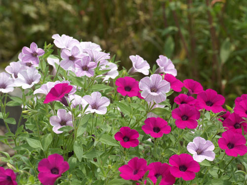 ����ţ�ڸ����r�ڑ�ԓ���ʩ�ʣ�����ţʩ�ʼ��g��