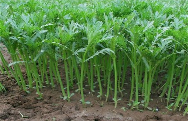 ��������(ji��)���ʑ�ԓ��α��ܣ���Ҫע��ʲô��